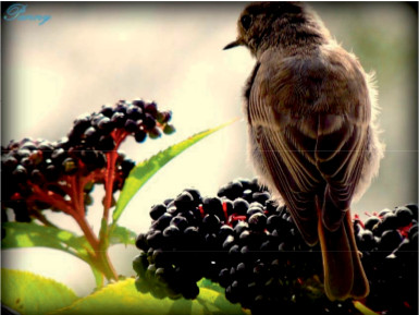 Póczos Sándor – Palócok pálinkája, a Borzag