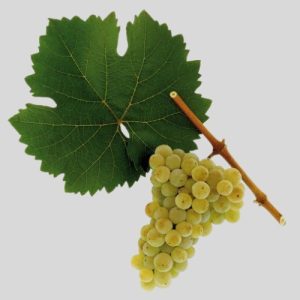 Ital aroma - Rizling - 80 g